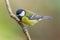 Great Tit, Parus major