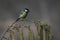 Great Tit Parus major on a branch European alder Alnus glutinosa tree