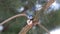 Great tit (Parus major) and Eurasian blue tit (Cyanistes caeruleus) quarrel over food