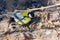 A great tit or Parus major on a ground