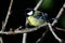The Great Tit Parus major is a passerine bird in the tit family Paridae.