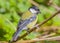 The great tit ( Parus major ) is a passerine bird in the tit family Paridae.