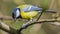 The great tit ( Parus major ) is a passerine bird in the tit family Paridae.