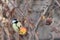 Great Tit Parus major. Single bird perching on an apple tree branch in a bright winter day. Beautiful small bird, looking for a