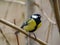 Great Tit Parus major. Single bird perching on a branch in a warm December day. Beautiful small bird, waiting fo