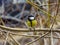 Great Tit Parus major. Single bird perching on a branch in a warm December day. Beautiful small bird, waiting fo