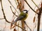 Great tit Parus major, single bird perching on a branch in a warm December day. Beautiful small bird, waiting for a winter.