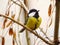 Great tit Parus major, single bird perching on a branch in a warm December day. Beautiful small bird, waiting for a winter.