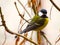 Great tit Parus major, single bird perching on a branch in a warm December day. Beautiful small bird, waiting for a winter.