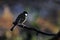 The great tit, Parus major sits on an old branch in morning