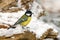 Great Tit - Parus major on a snow covered log.
