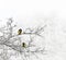 Great tit  Parus major  on sprig of tree covered snow in winter forest