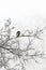 Great tit  Parus major  on sprig of tree covered snow in winter forest