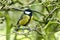 Great Tit Parus major on twig looking right