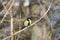 Great tit perched on a bare branch and fluffed feathers