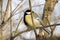 Great tit perched on a bare branch and puffed up