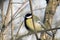 Great tit perched on a bare branch and puffed up. Close-up.