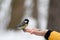 A Great Tit perches on a hand