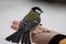 A Great Tit perches on a hand