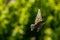 Great tit is picking food from a tit dumpling, green blurred background