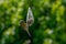 Great tit is picking food from a tit dumpling, green blurred background