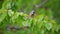 A great tit picks the still green, unripe cherries in a cherry tree illuminated by the morning sunn