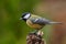 Great Tit Portrait