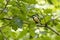 Great Tit resting in the verdant canopy of late summer