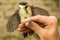 Great tit is ringed by an ornithologist, Ostfriesland, Lower Sax