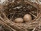 Great tit\'s nest - detail