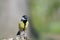 Great tit searching for food on top of log