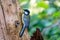 A great tit sits against a tree in side view. Very detailed bird and tree