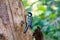 A great tit sits against a tree in side view. Very detailed bird and tree