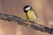 Great tit sits on a branch very close in a forest park in early