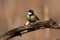 Great tit sits on a cracked branch in the spring morning in the