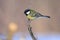 Great tit sits on a thin branch morning, blurred background.