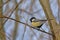 Great tit sitting on a bare branch - Parus major