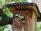 Great tit sitting on the birdhouse