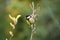 Great tit sitting on branch of tree in my wildlife garden