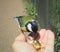 The great tit sitting on the finger and eating nuts