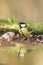 Great tit sitting on lichen shore of pond water in forest with bokeh background and saturated colors, Hungary, bird reflected