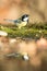 Great tit sitting on lichen shore of pond water in forest with bokeh background and saturated colors, Hungary, bird reflected