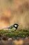 Great tit sitting on lichen shore of pond water in forest with bokeh background and saturated colors, Hungary, songbird in nature