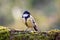 Great tit sitting on a mossy log