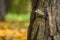 The great tit, a small passerine bird, in a forest