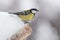 Great tit on a snowy perch in snowfall