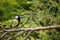 Great tit with spider