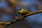 Great tit titmouse, Great tit, Parus major