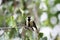 Great titmouse nestling bird sitting on a branch at the beginning springtime