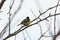 Great titmouse on a tree